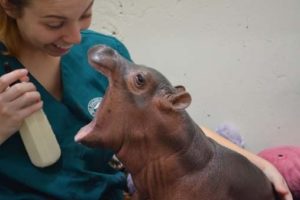 Fiona baby hippo