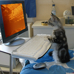 Cat Computer GIF - Find & Share on GIPHY