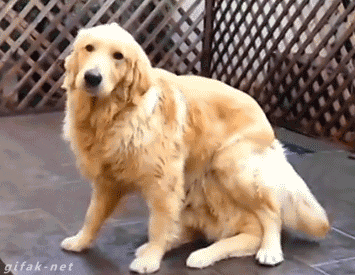 Dogs GIF - Find & Share on GIPHY