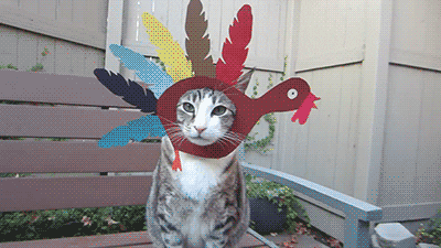 Cat Thanksgiving GIF - Find & Share on GIPHY