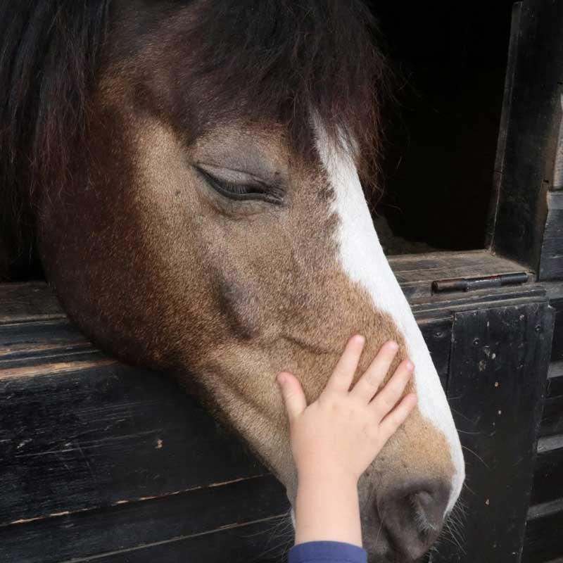 Equine Veterinary Software Hand Petting Horse