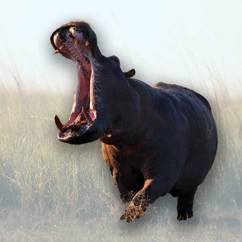 Hippo with Wide Mouth Unlimited