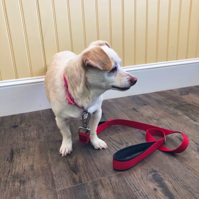 little-dog-red-leash-square